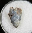 Tyrannosaurid Tooth Tip - Montana #9992-1